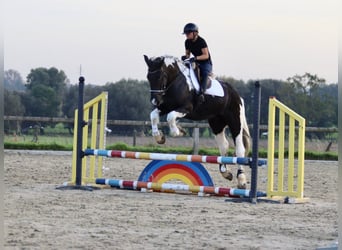 Irlandzki koń sportowy, Wałach, 4 lat, 170 cm, Srokata
