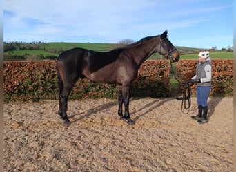 Irlandzki koń sportowy, Wałach, 4 lat, 175 cm, Kara