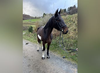 Irlandzki koń sportowy Mix, Wałach, 5 lat, 161 cm, Srokata