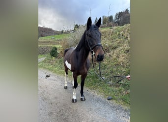 Irlandzki koń sportowy Mix, Wałach, 5 lat, 161 cm, Srokata