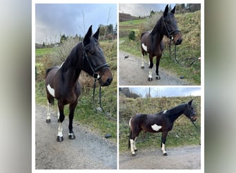 Irlandzki koń sportowy Mix, Wałach, 5 lat, 161 cm, Srokata