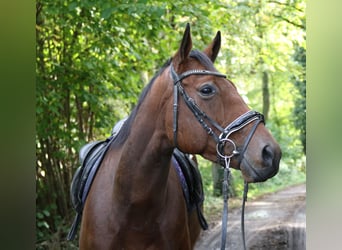 Irlandzki koń sportowy, Wałach, 5 lat, 162 cm, Gniada