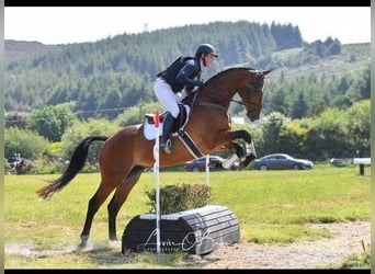 Irlandzki koń sportowy, Wałach, 5 lat, 165 cm, Gniada