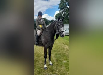 Irlandzki koń sportowy, Wałach, 5 lat, 165 cm, Siwa jabłkowita