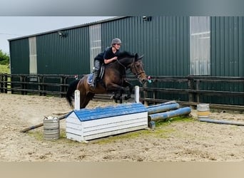 Irlandzki koń sportowy, Wałach, 5 lat, 167 cm