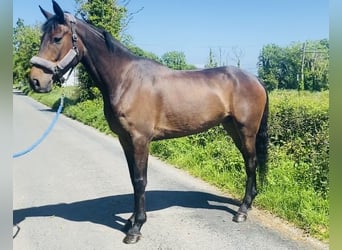Irlandzki koń sportowy, Wałach, 5 lat, 167 cm