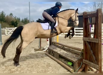 Irlandzki koń sportowy, Wałach, 5 lat, 168 cm, Bułana