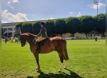 Irlandzki koń sportowy, Wałach, 5 lat, 180 cm, Kasztanowata