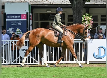Irlandzki koń sportowy, Wałach, 5 lat, 180 cm, Kasztanowata