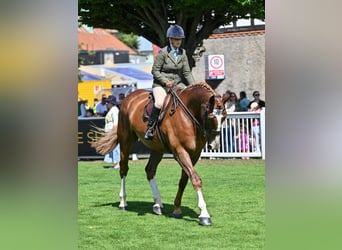 Irlandzki koń sportowy, Wałach, 5 lat, 180 cm, Kasztanowata