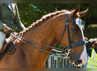 Irlandzki koń sportowy, Wałach, 5 lat, 180 cm, Kasztanowata