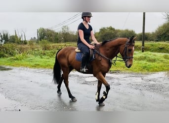 Irlandzki koń sportowy, Wałach, 6 lat, 160 cm, Jasnogniada
