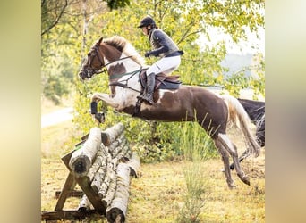 Irlandzki koń sportowy, Wałach, 6 lat, 164 cm, Srokata