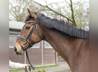 Irlandzki koń sportowy, Wałach, 6 lat, 165 cm, Gniada