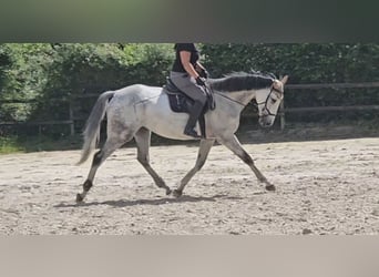 Irlandzki koń sportowy, Wałach, 6 lat, 168 cm, Siwa jabłkowita