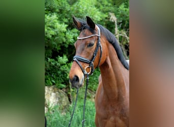 Irlandzki koń sportowy, Wałach, 6 lat, 170 cm, Gniada