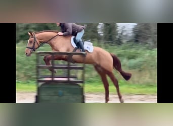 Irlandzki koń sportowy, Wałach, 6 lat, 174 cm, Kasztanowata