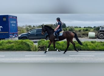 Irlandzki koń sportowy, Wałach, 7 lat, 158 cm, Gniada