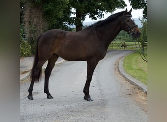 Irlandzki koń sportowy Mix, Wałach, 7 lat, 158 cm, Gniada