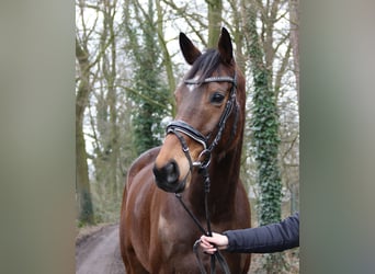 Irlandzki koń sportowy, Wałach, 7 lat, 165 cm, Ciemnogniada