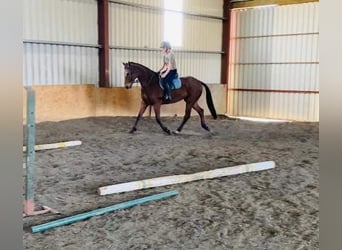 Irlandzki koń sportowy, Wałach, 7 lat, 173 cm, Gniada