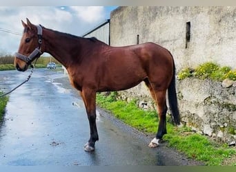 Irlandzki koń sportowy, Wałach, 7 lat, 173 cm, Gniada