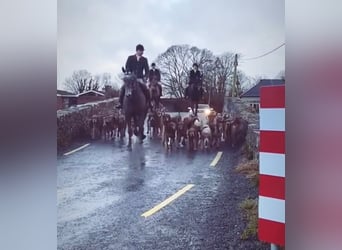 Irlandzki koń sportowy, Wałach, 7 lat, 173 cm, Siwa