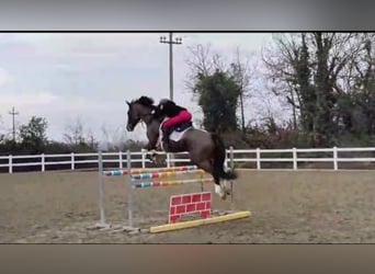 Irlandzki koń sportowy, Wałach, 7 lat