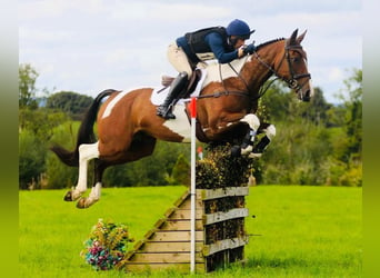 Irlandzki koń sportowy, Wałach, 7 lat