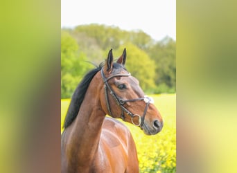 Irlandzki koń sportowy, Wałach, 8 lat, 169 cm, Gniada
