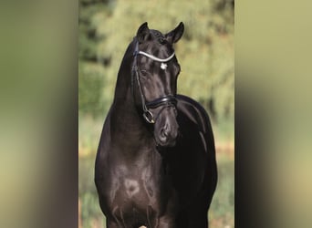 Oldenburg, Stallion, 7 years, 16.2 hh, Black