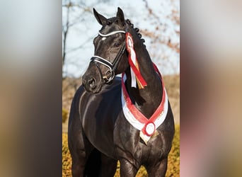 Oldenburg, Stallion, 7 years, 16.2 hh, Black