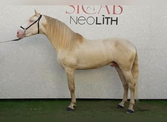 PRE, Semental, 9 años, 174 cm, Perla