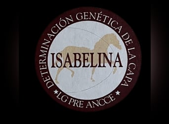 PRE, Semental, 9 años, 174 cm, Perla