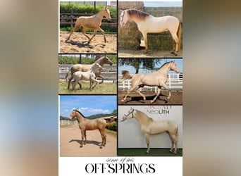 PRE, Stallion, 9 years, 17 hh, Pearl