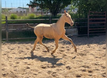PRE, Stallion, 9 years, 17 hh, Pearl