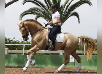 PRE, Stallion, 9 years, 17 hh, Pearl