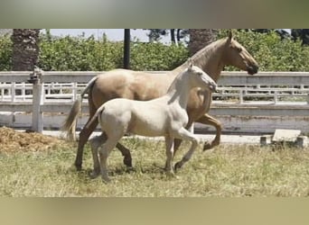 PRE, Stallion, 9 years, 17 hh, Pearl