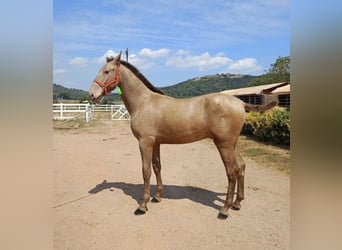PRE, Stallion, 9 years, 17 hh, Pearl