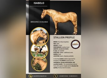 PRE, Stallion, 9 years, 17 hh, Pearl