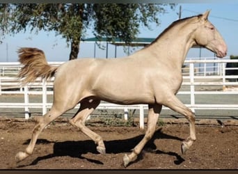 PRE, Stallion, 9 years, 17 hh, Pearl