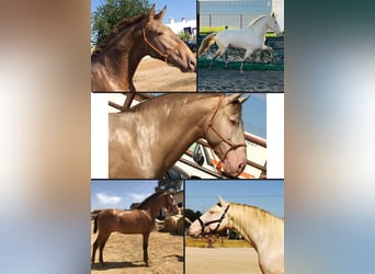 PRE, Stallone, 9 Anni, 174 cm, Pearl