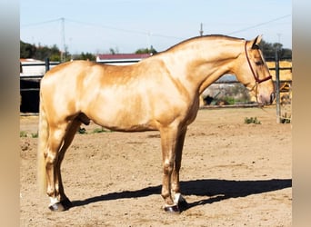 PRE, Stallone, 9 Anni, 174 cm, Pearl