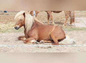 Islandais, Étalon, 10 Ans, 138 cm, Alezan