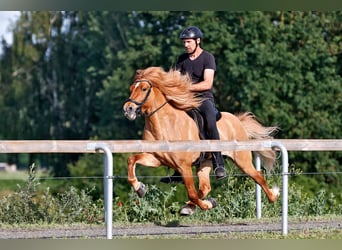 Islandais, Étalon, 10 Ans, 152 cm, Isabelle