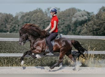 Islandais, Étalon, 11 Ans, 145 cm, Noir