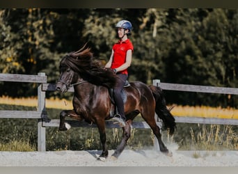 Islandais, Étalon, 11 Ans, 145 cm, Noir