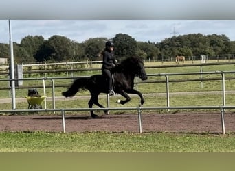 Islandais, Étalon, 11 Ans, 148 cm, Noir