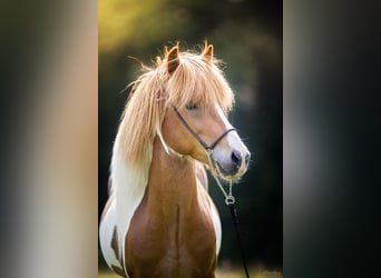 Islandais, Étalon, 13 Ans, 142 cm, Pinto