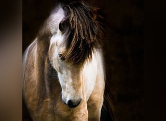 Islandais, Étalon, 14 Ans, 140 cm, Buckskin